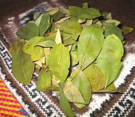 Untitled design (40) Coca Leaves 100 gr - Image 1